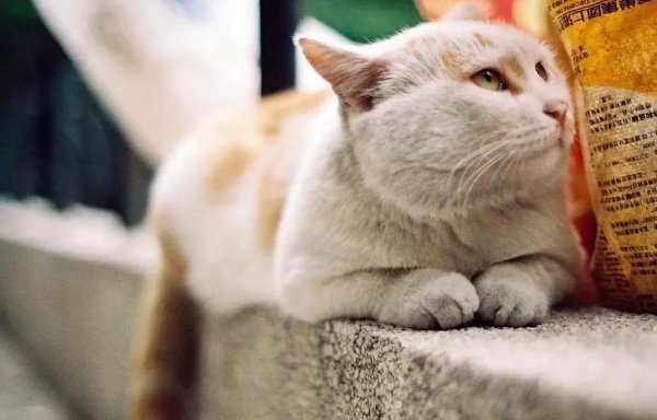 国华通配资 小猫咪出生像毛球，十年后成家人，陪伴有多暖？