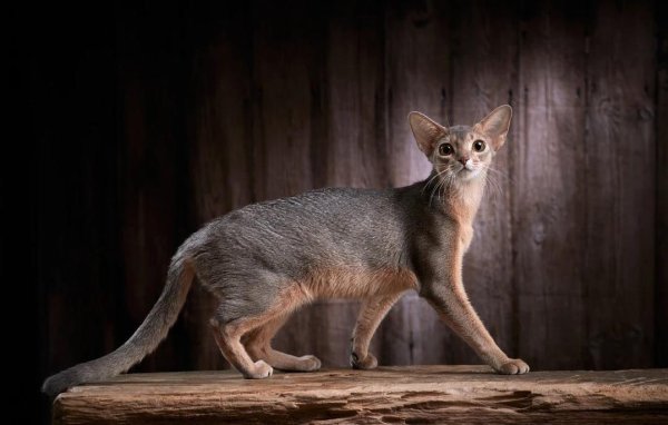 七星 小猫远渡重洋到新家，突发软便急坏全家，几天后竟全好了